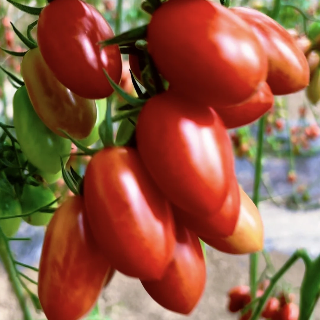 正宗东北红色409玲珑小番茄圣女果新鲜采摘铁皮花生小番茄