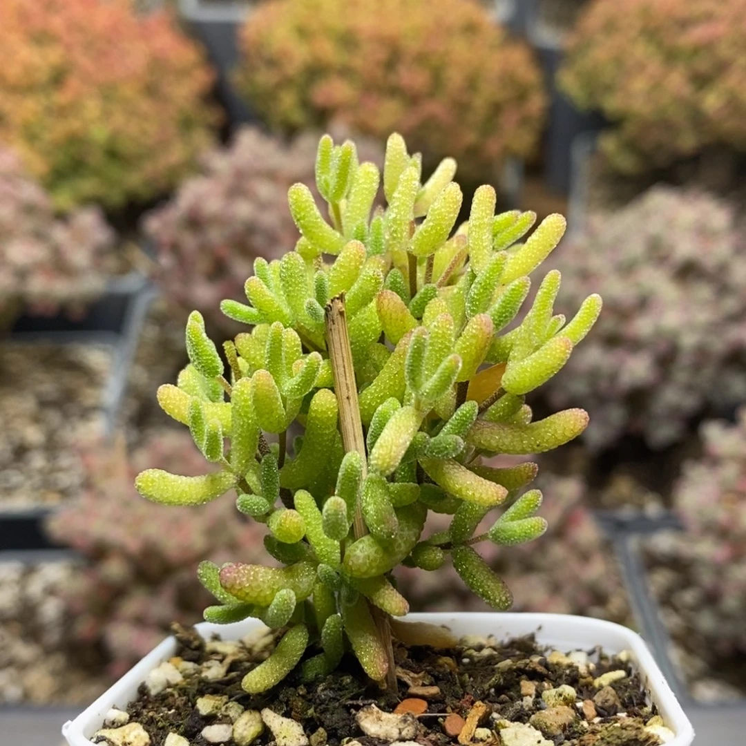 下播福利糖球锦5918