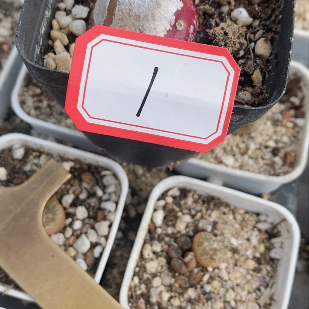 ?*霉56846946494949491419