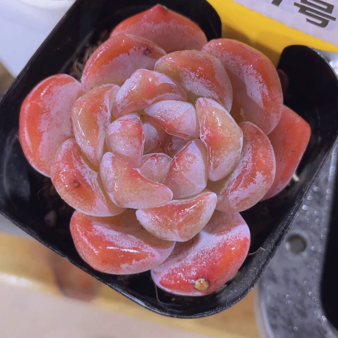 1397号 粉透大白兔单头