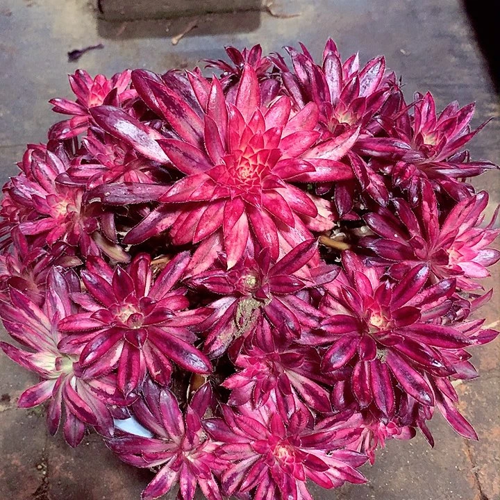 朱雀啊啊啊啊啊啊啊