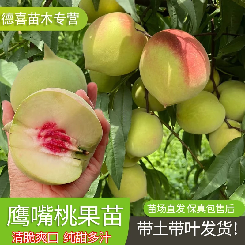 【大苗】桃树果苗广东连平鹰嘴桃树果苗嫁接黄桃树油桃子苗树