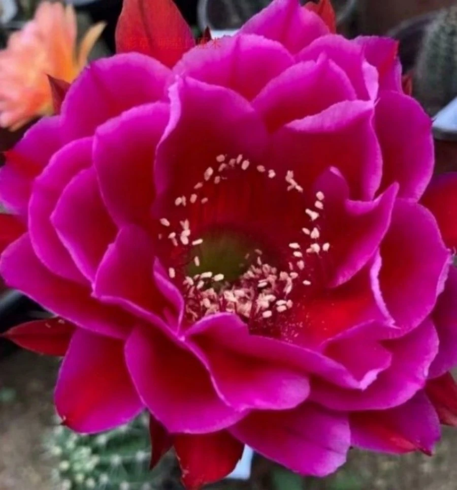 包对版彩草大花仙人球带根发室内花卉绿植多肉盆景园艺开花肥料