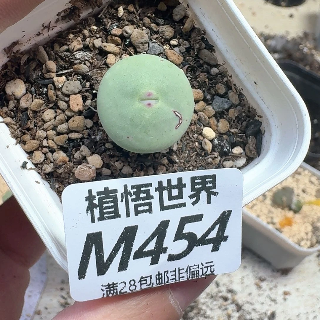 多肉植物的人生额分