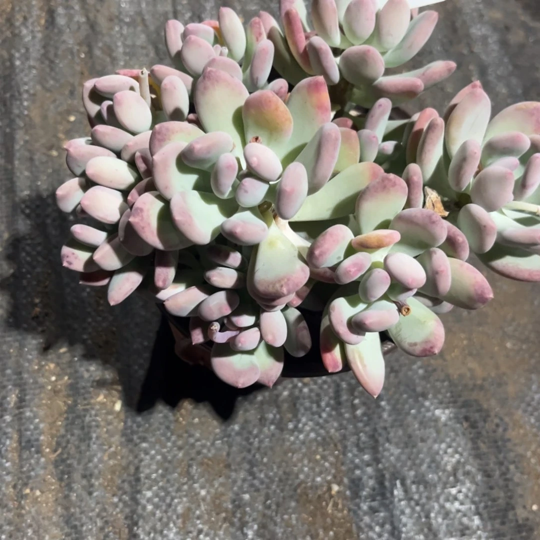 祝**富三日月美人多肉植物