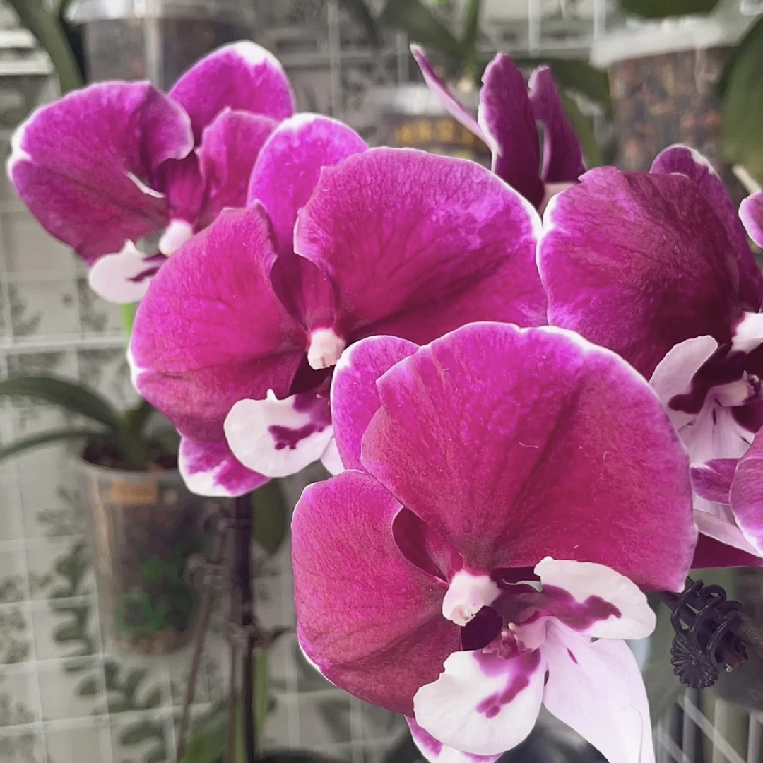 植趣花卉【宾利ch2040】超群新品3.5加高成熟苗