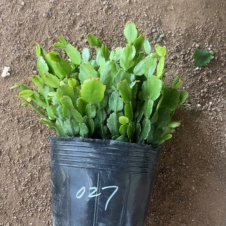 当前无花栽培后可以开花