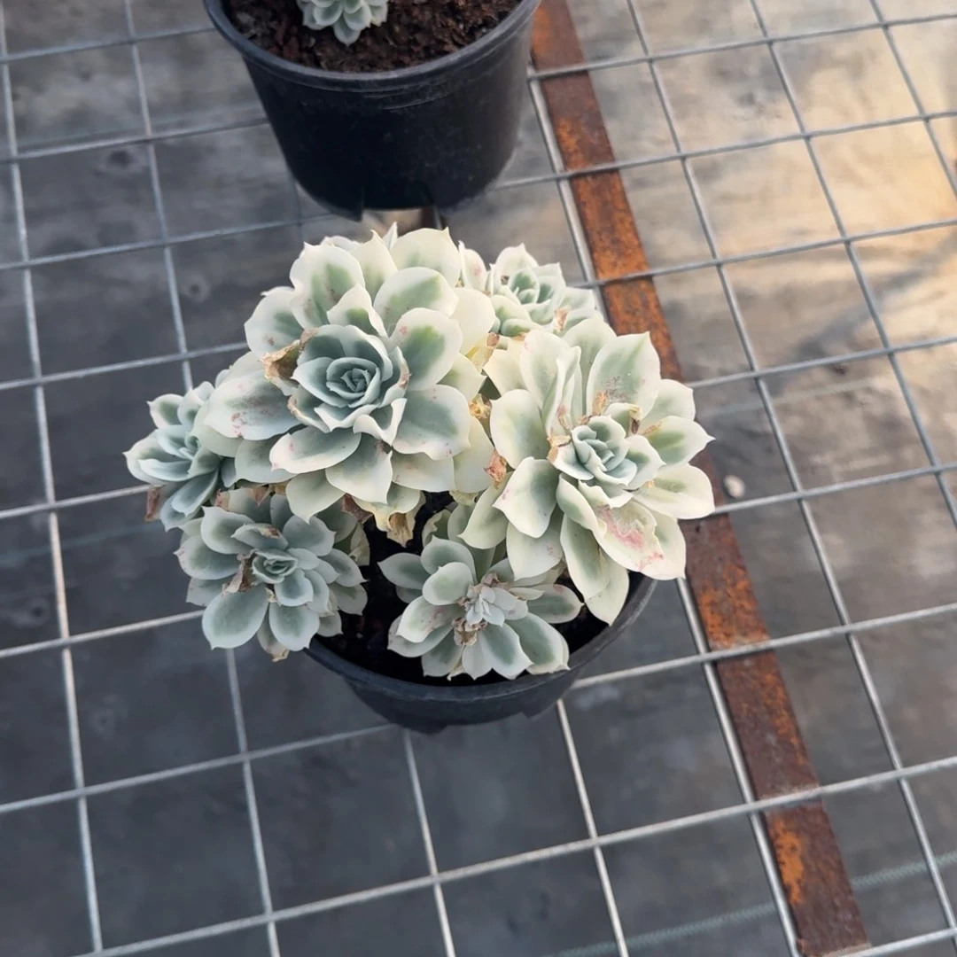 柠檬玫瑰锦多肉植物