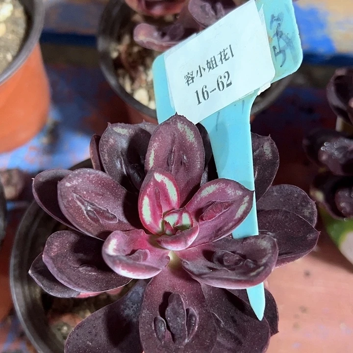 16.62红丝龙骨一个脱土