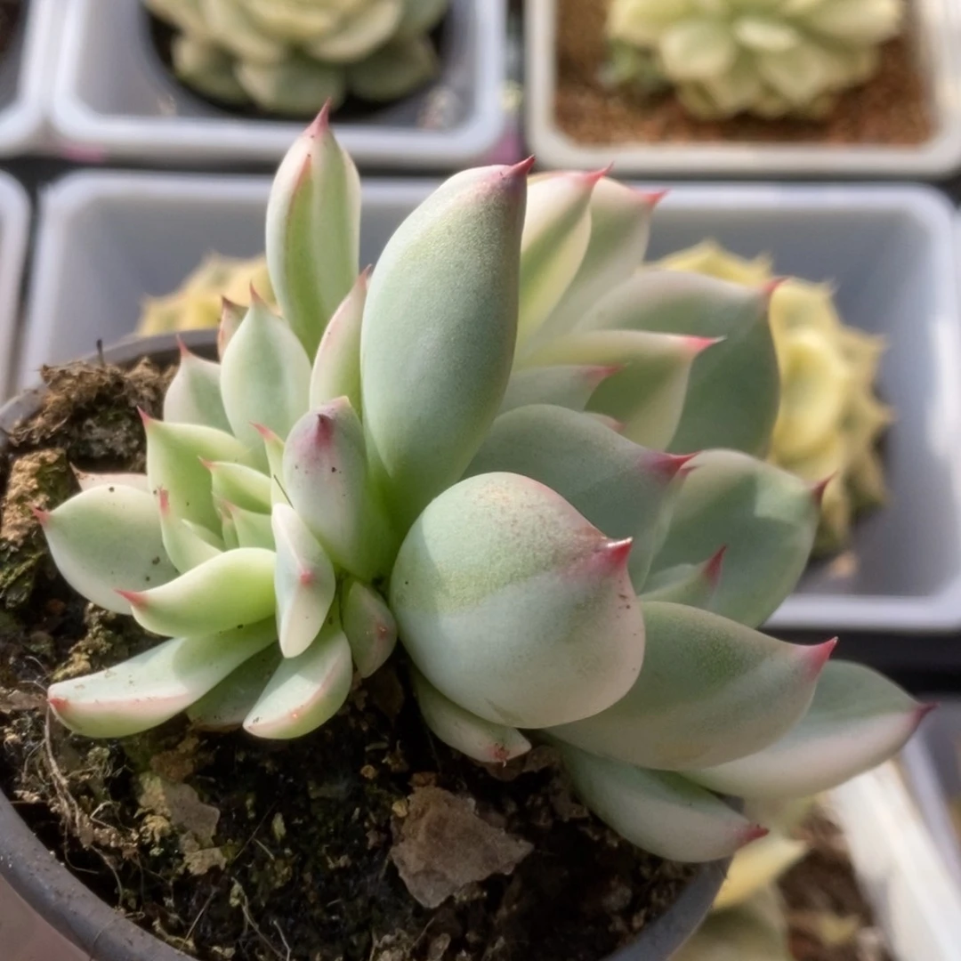 254锦锦锦锦锦锦锦锦锦