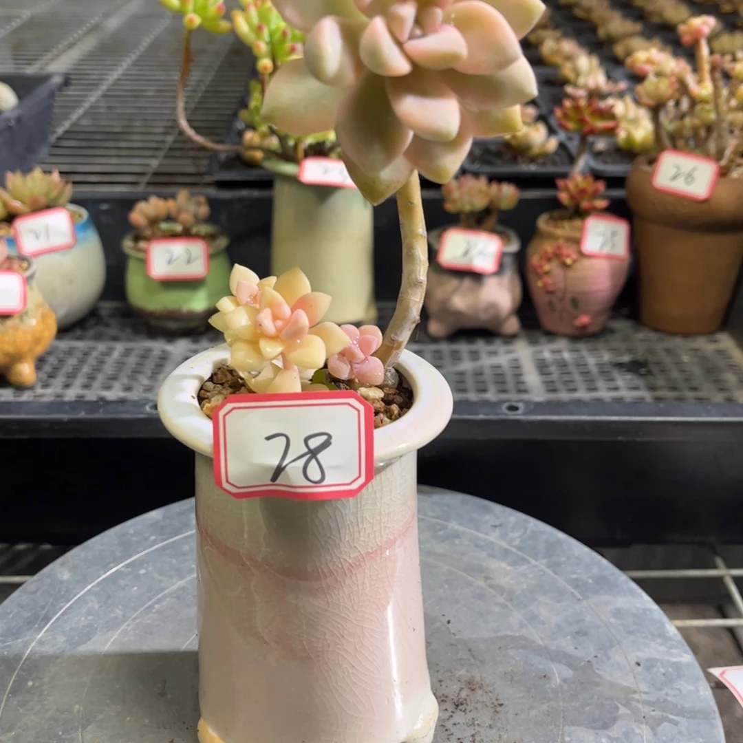 28号美杏锦一物一拍