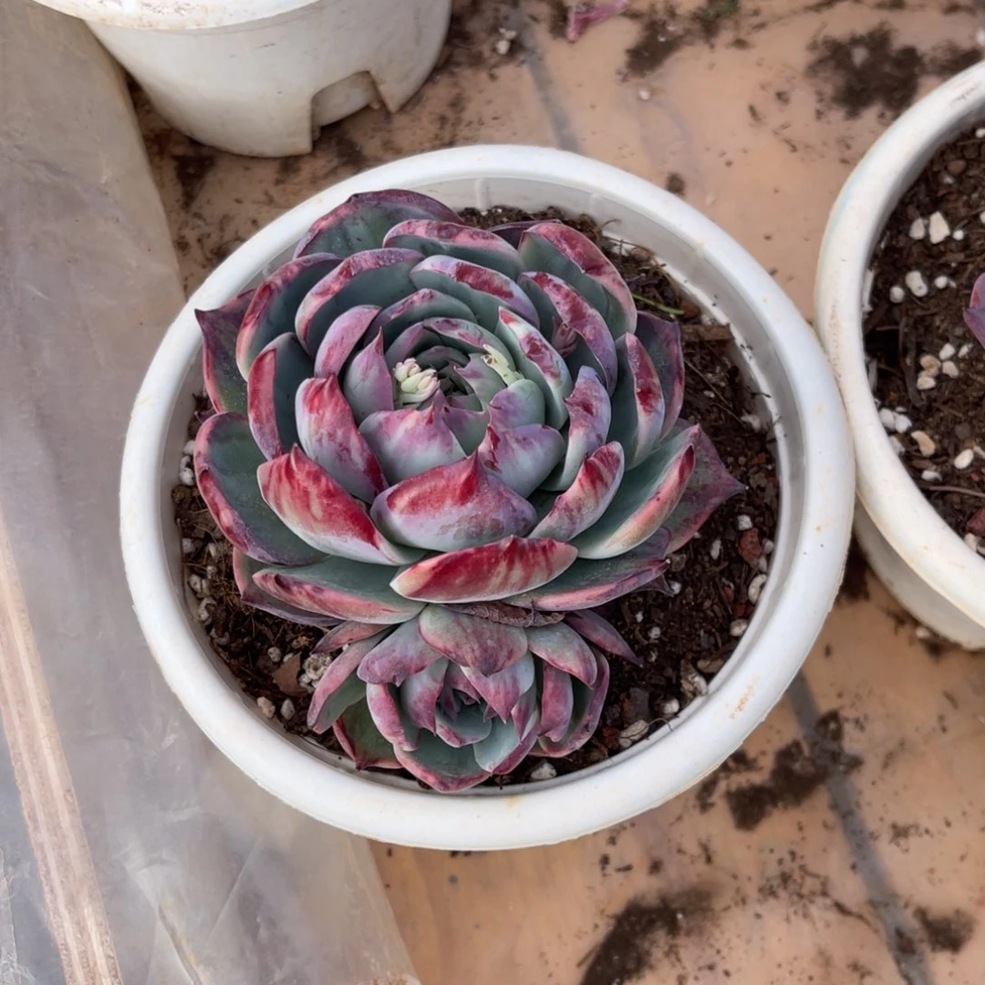 惊鸿仙子38个小时2次出场了都会出现他