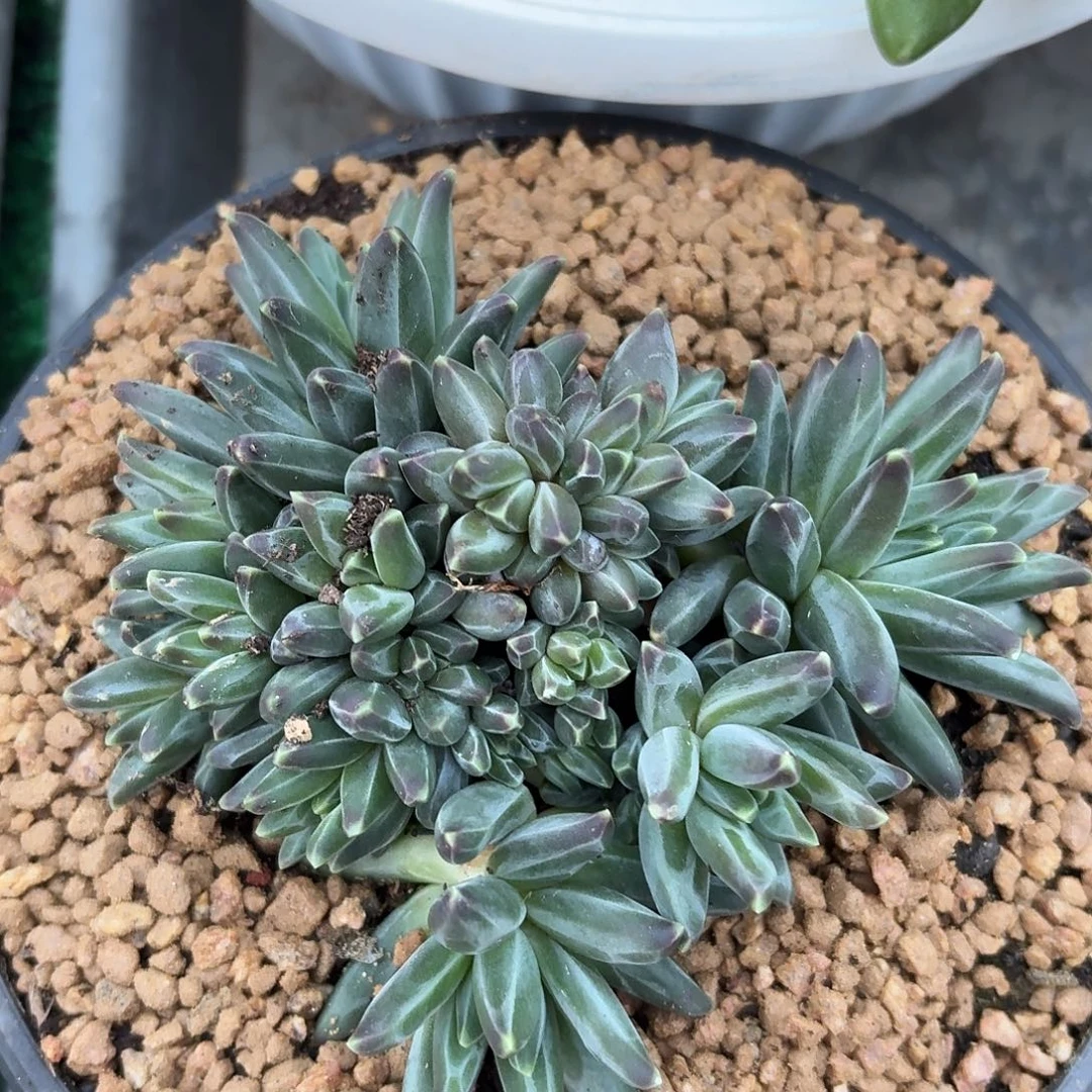 乌拉克拉1234567891011