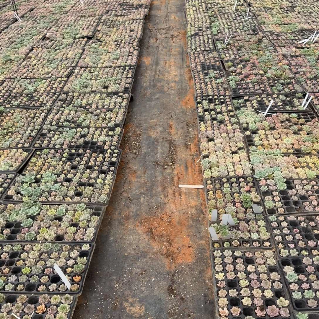 挑剩下的珍妮穴盘三十颗量拍