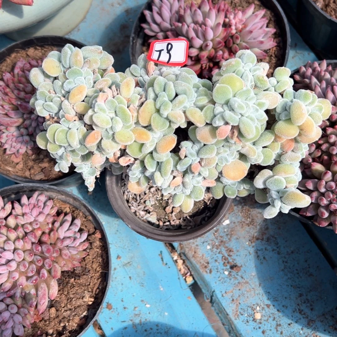 尧*精品多肉植物老桩
