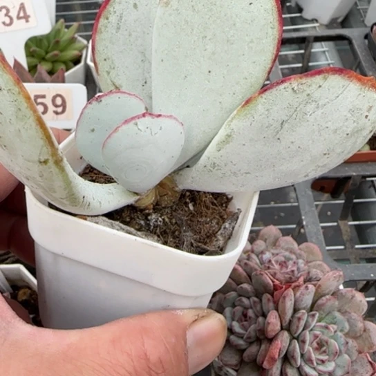 126白眉多肉植物多