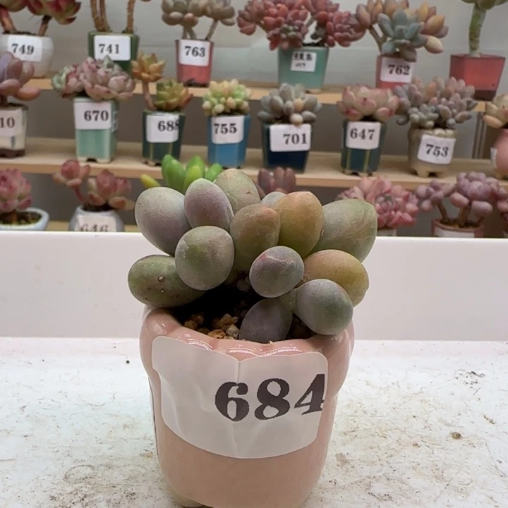 A****684美人满38包邮（除新疆 西藏 内蒙）