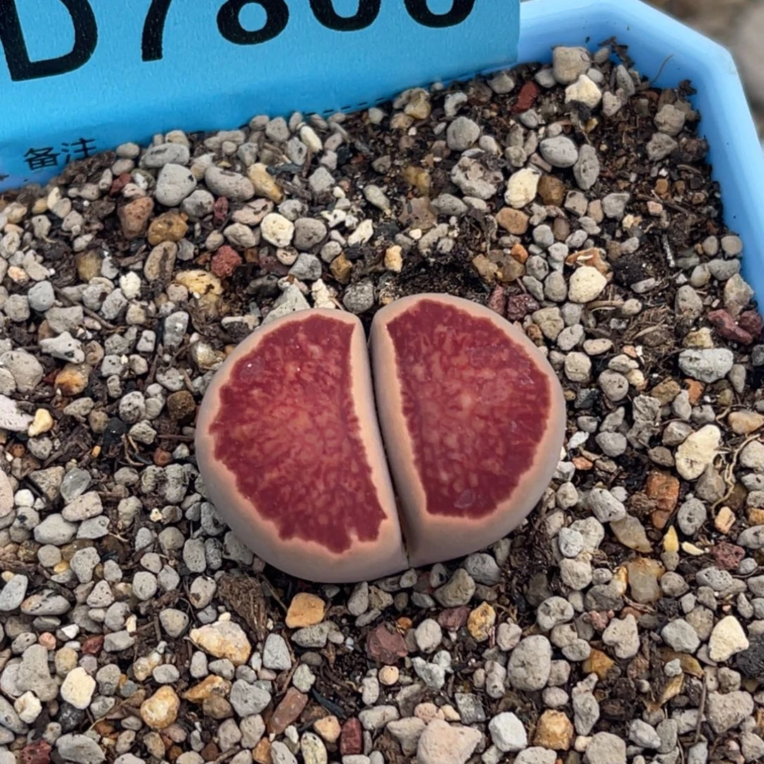 7800红窗菊一颗。