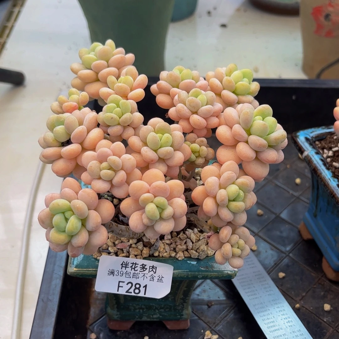 米***)381-手捧洛可可多肉11cm