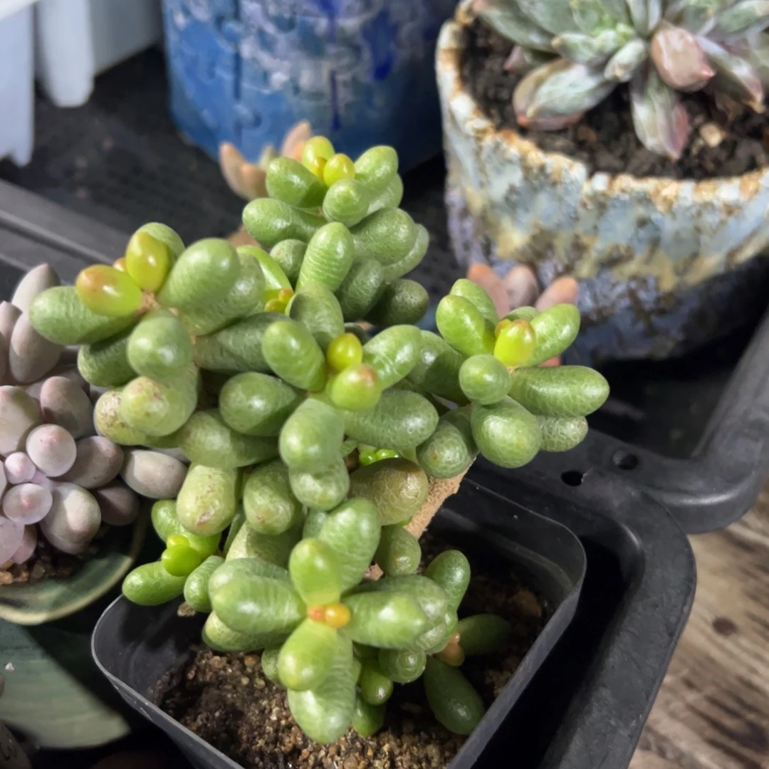 多肉植物多肉植物