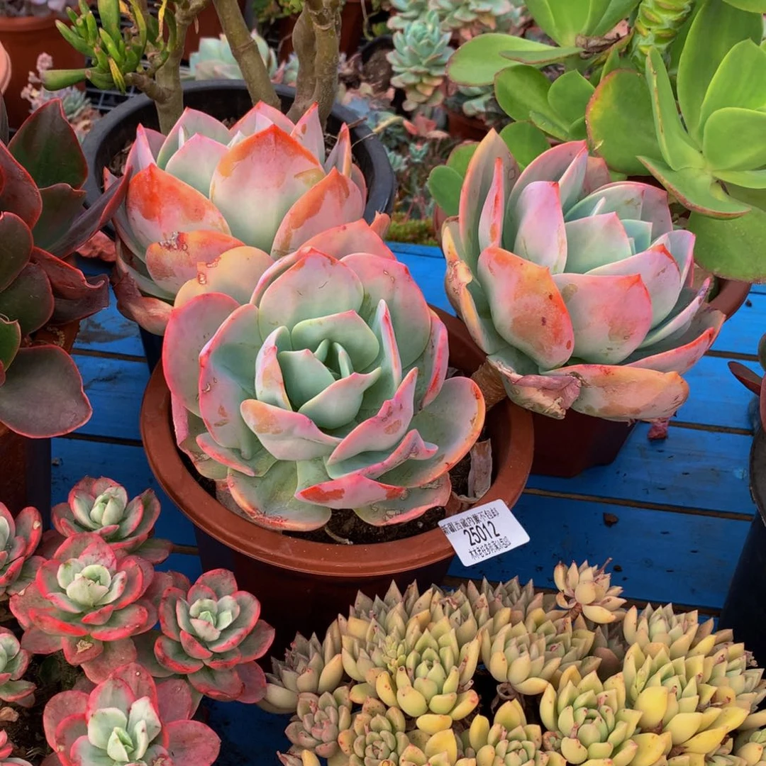 叶*吖   血凤25012