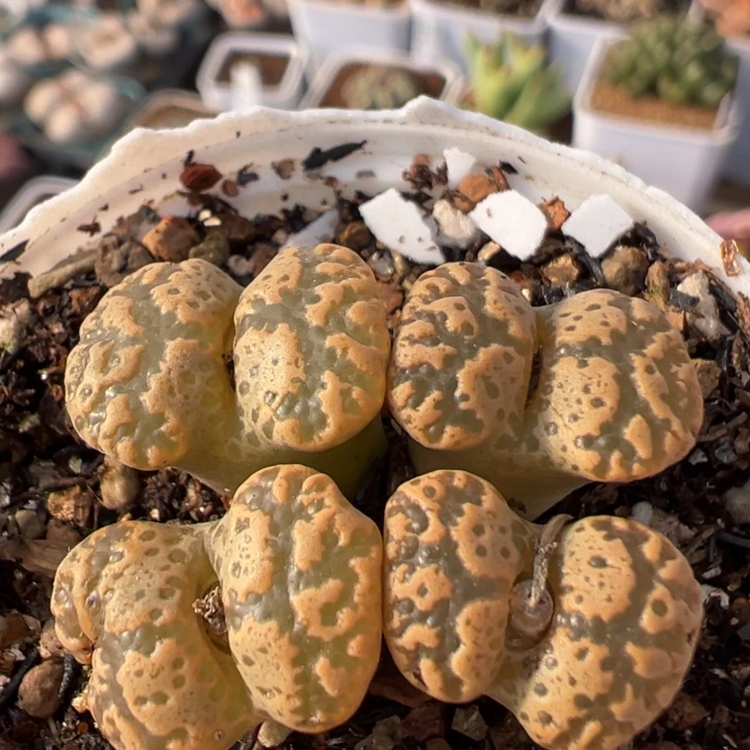 95多肉植物百科植物