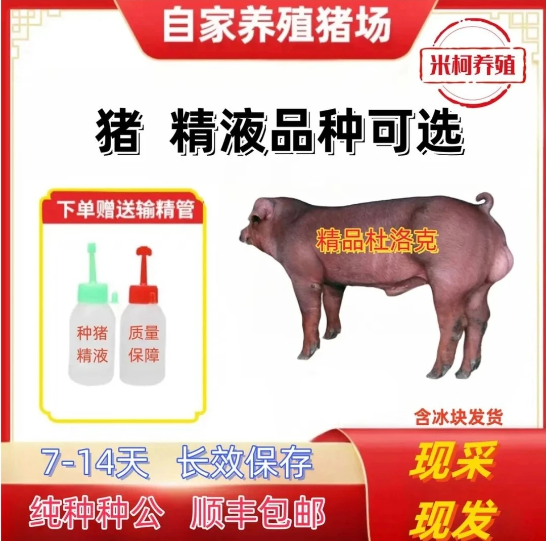 优质原种杜洛克种公猪精液批发发货一件包邮包对版猪场直发