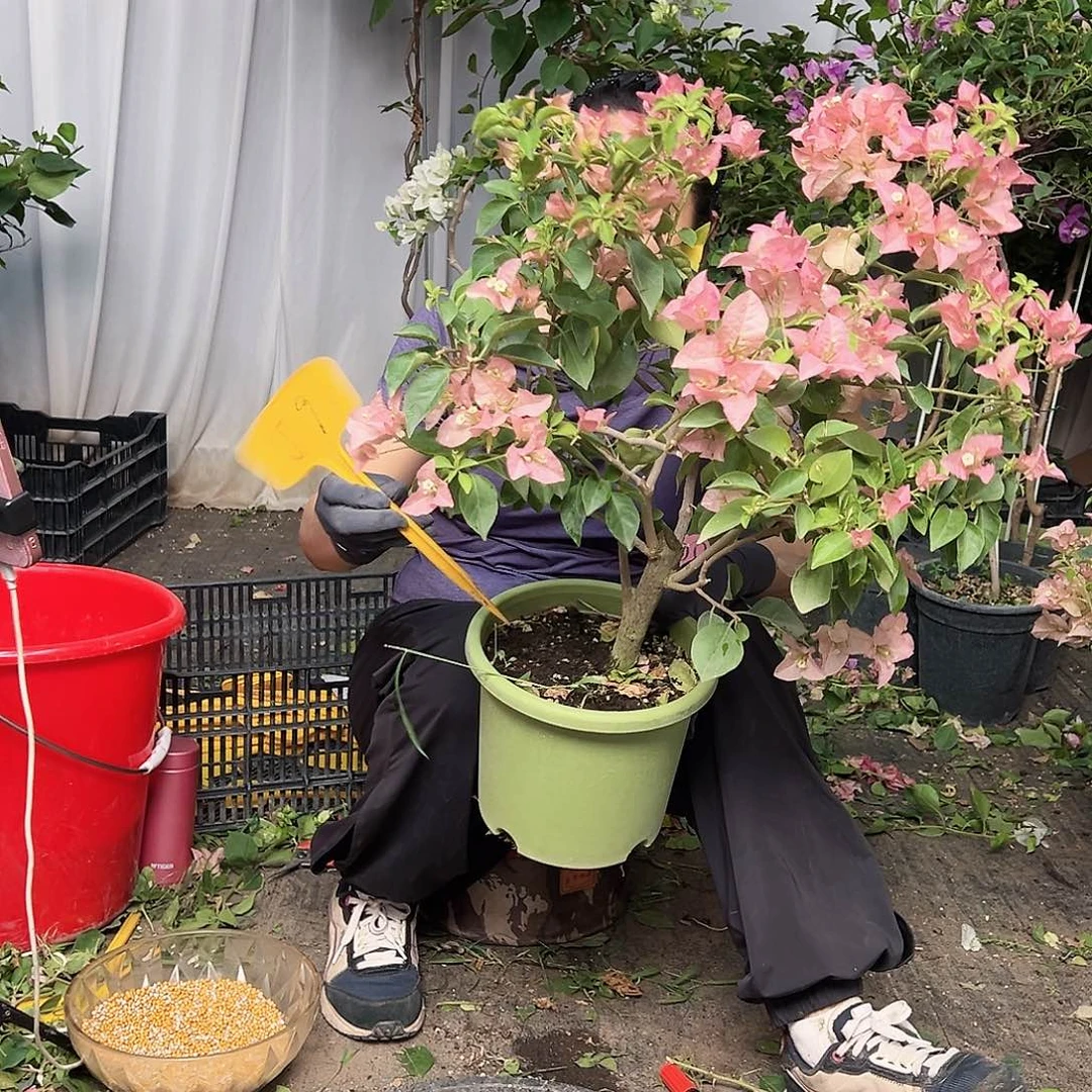 英***当前无花栽培后可以开花J9卡亚塔