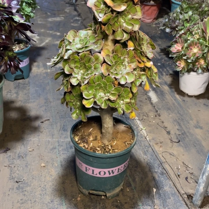 39拉丝锦法师木质多肉植物