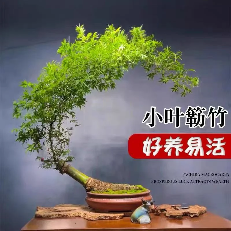 精品小叶簕竹勒竹熟桩老桩根苗文人竹子禅意盆景懒人小盆栽好养活