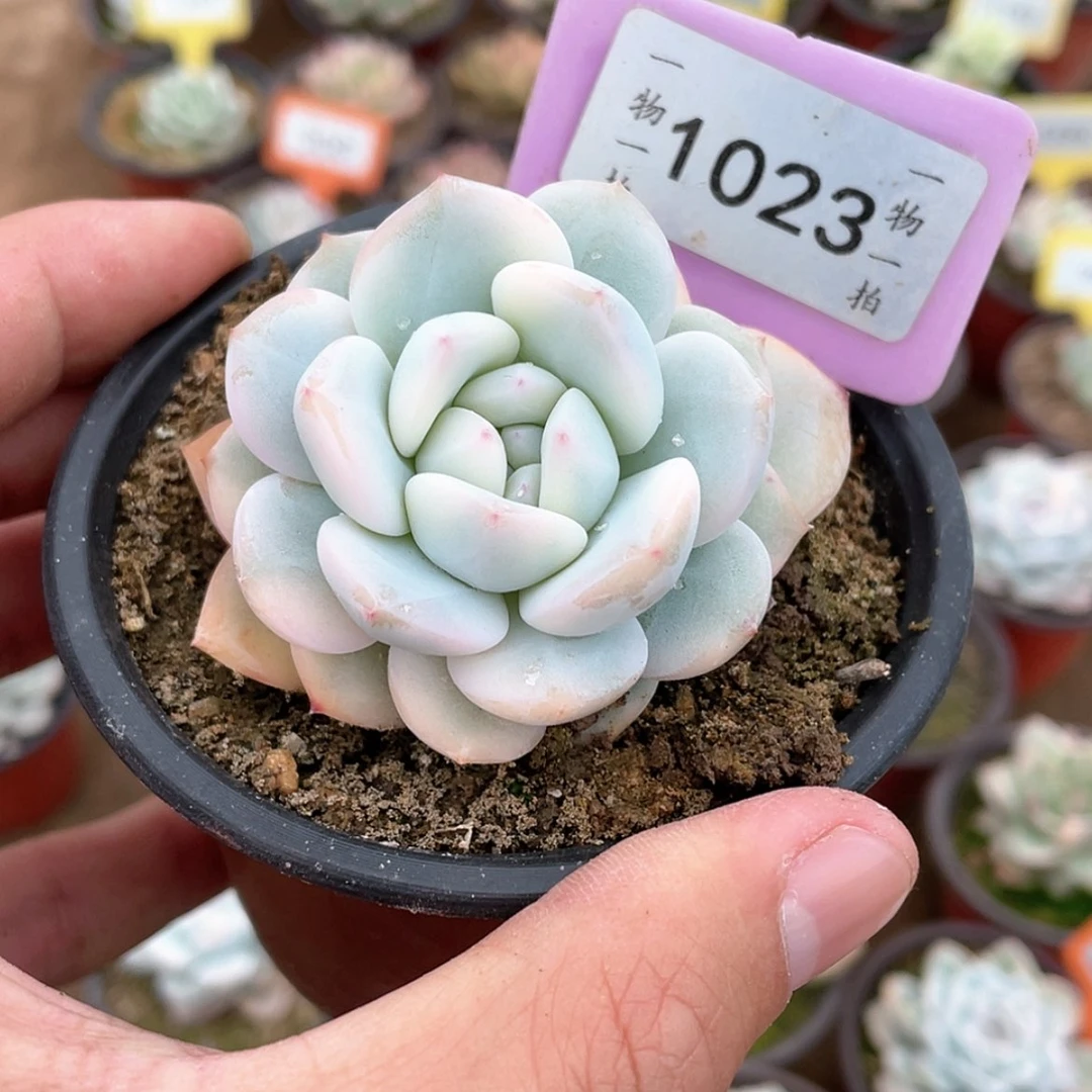 【闪购商品】1023号