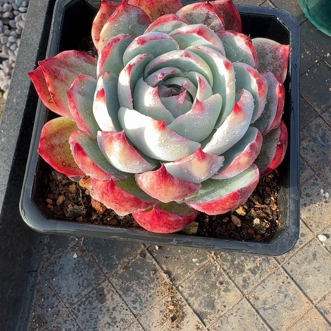 粉丝福利惊鸿仙子2