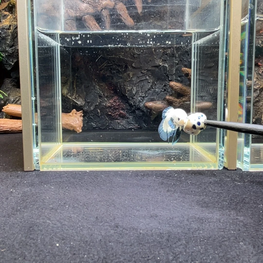 斗鱼十一月十八日竞价