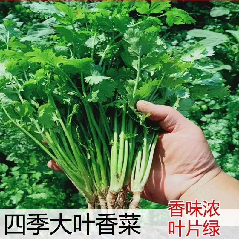 四季大叶香菜种子已破壳阳台盆栽香菜耐热约500粒【全店满4.9包邮】