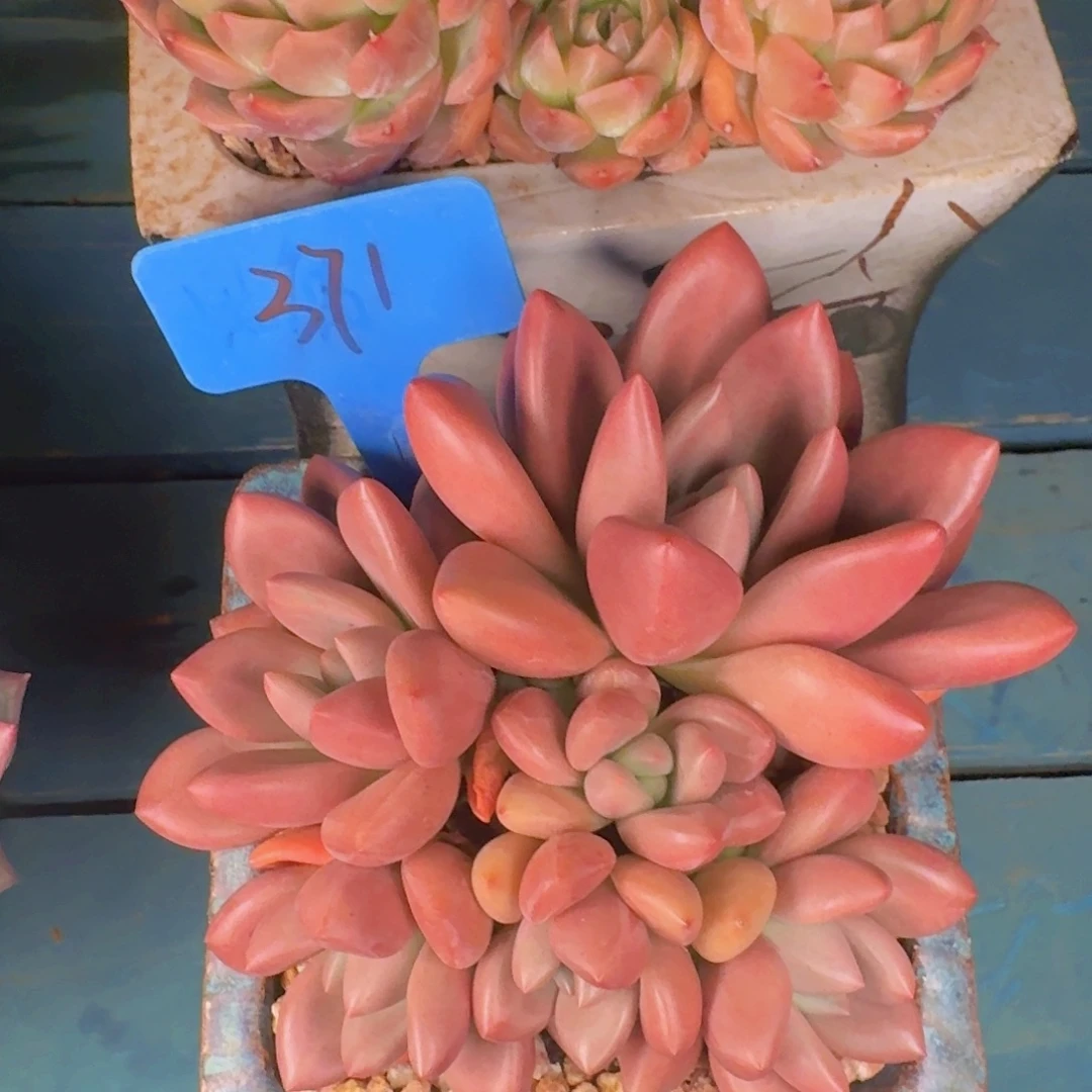 ****法多肉植物的生长发育和