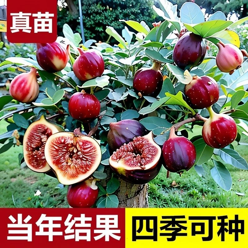 无花果苗特大南北方阳台庭院盆栽地栽四季种植易活高产当年结果