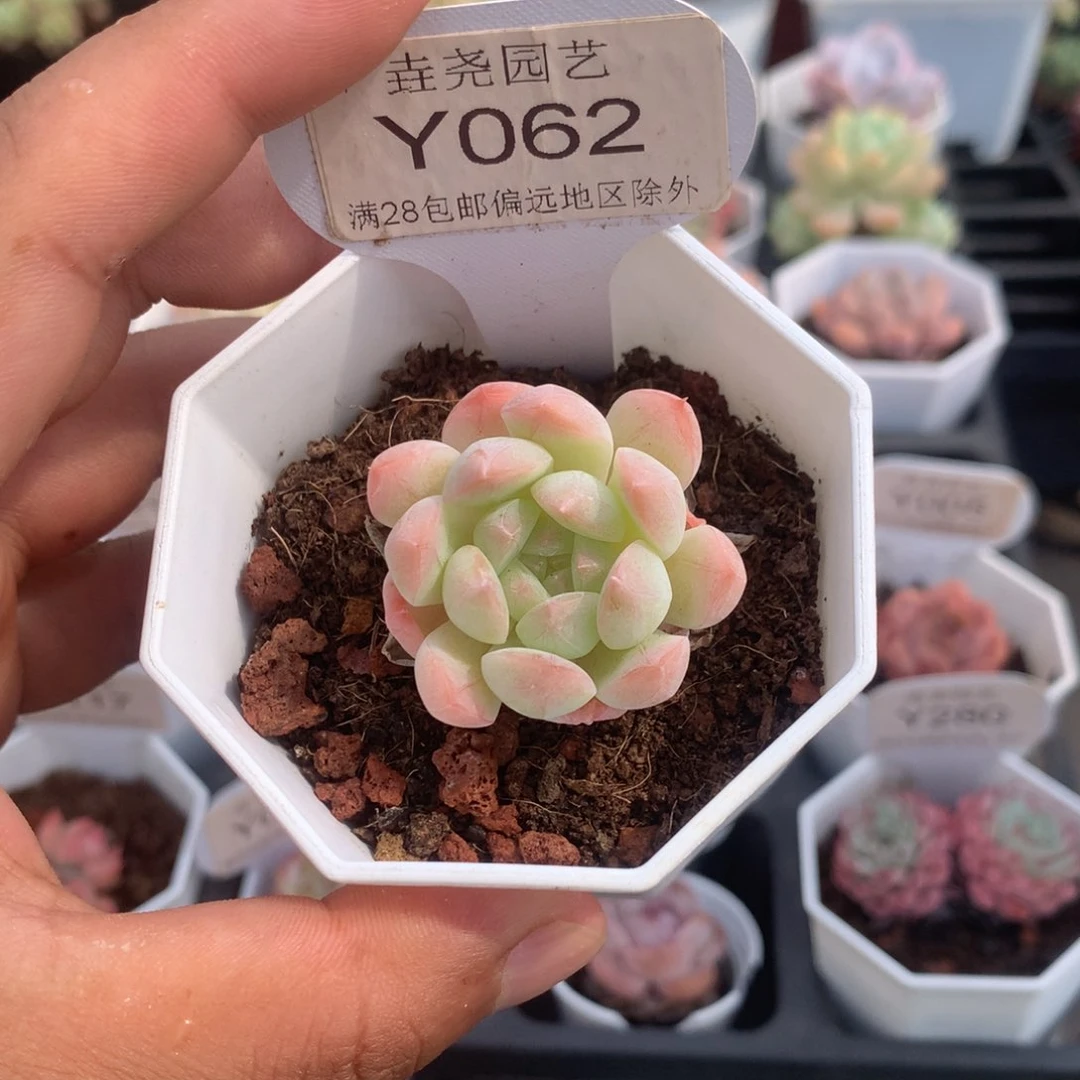 0862美梦4.0厘米