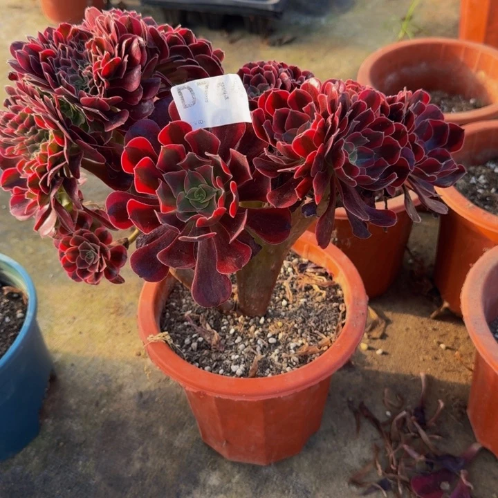 000000000744美杜莎缀