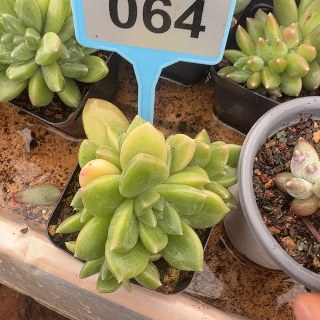 小***儿多肉植物漂亮多肉064