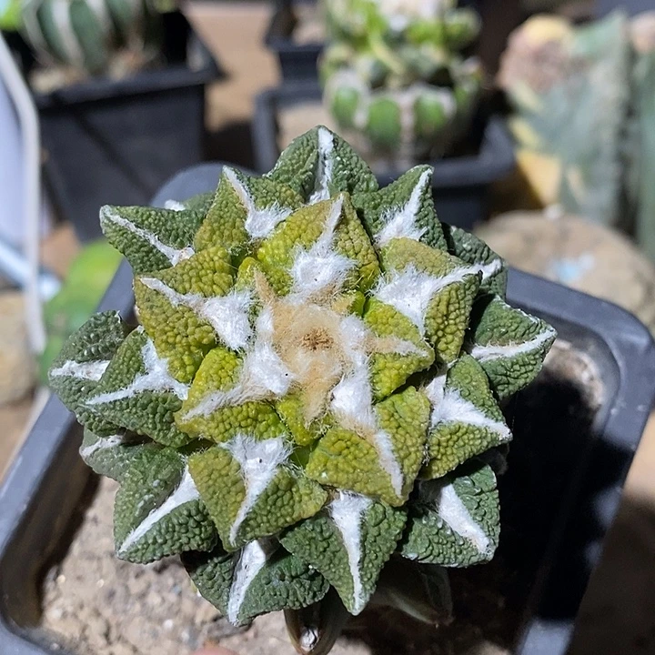 草球苗接大尤黑牡丹锦