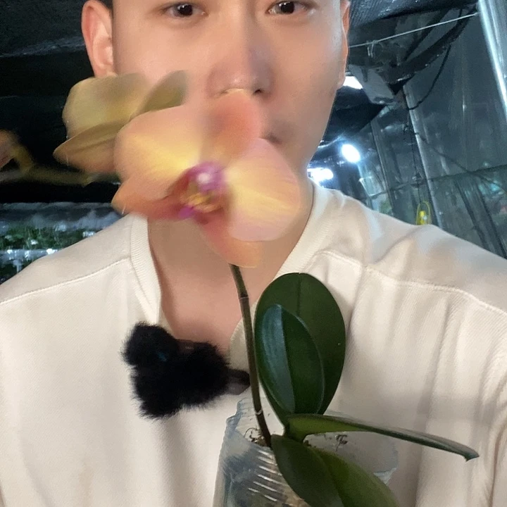 无花朵落日宝珠蝴蝶兰