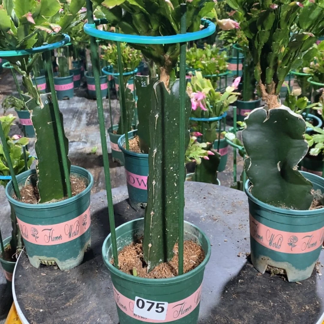 【闪购商品】无花朵A****见075嫁接炎热琥珀