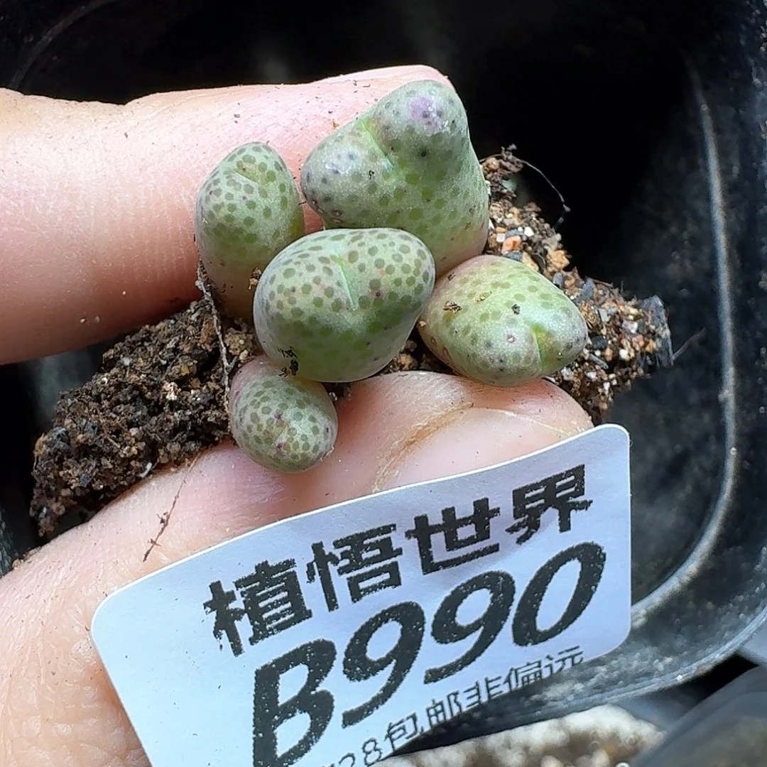 多肉植物的润泽fghj