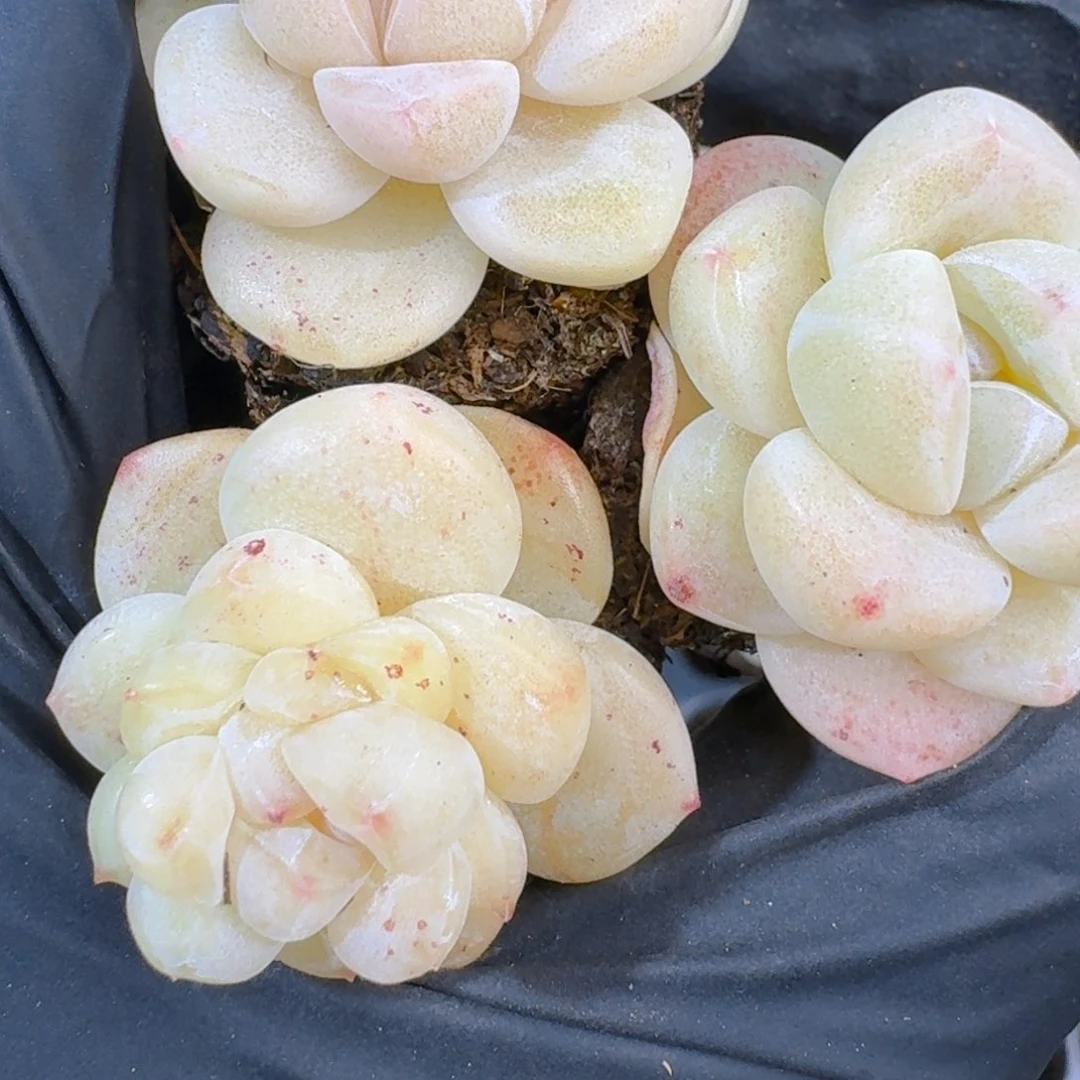 02号到手9颗江北白冰