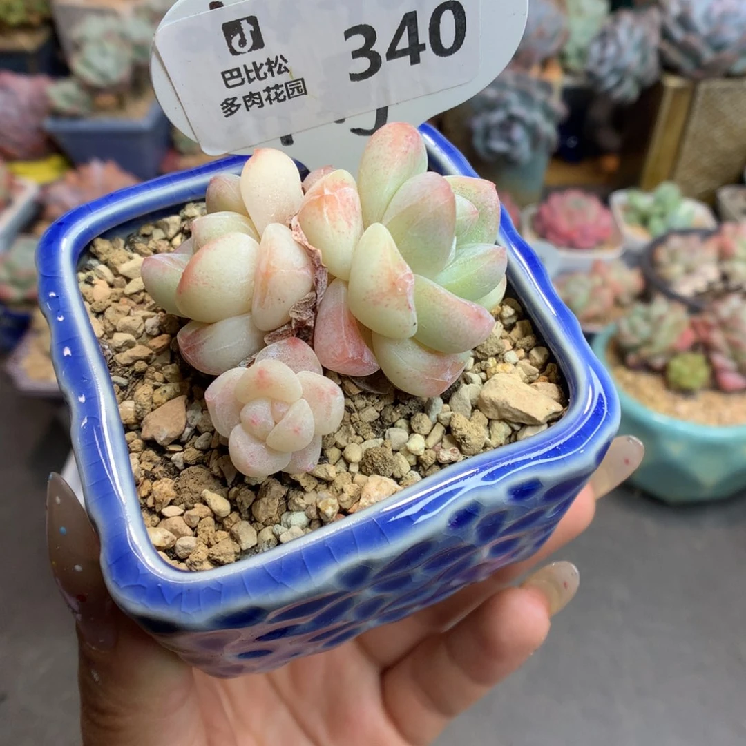 340三头冰玉多肉植物
