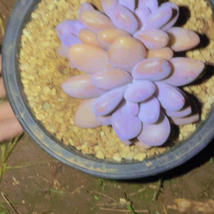 中***罗香水也可以这么好看呢打的真的非常不错呢