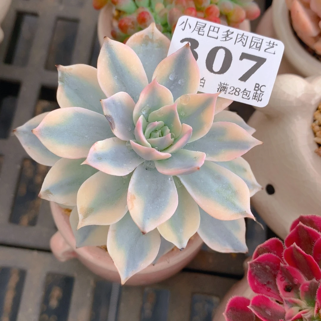 BC小尾巴5CM迷你拇指盆栽307