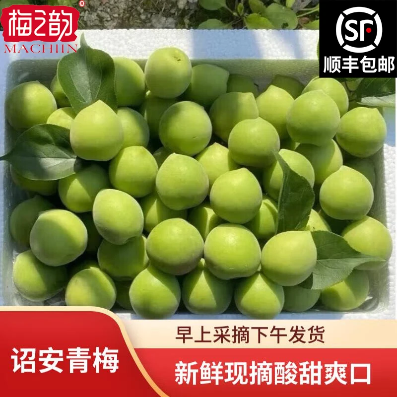 诏安新鲜青梅果5斤深山现摘生酸梅子泡酒酸脆红星青梅大果