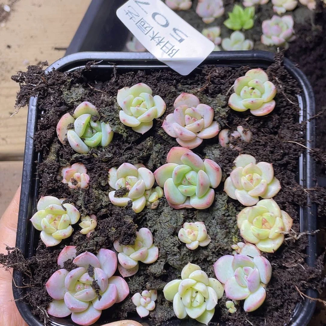 多肉植物多肉植物507