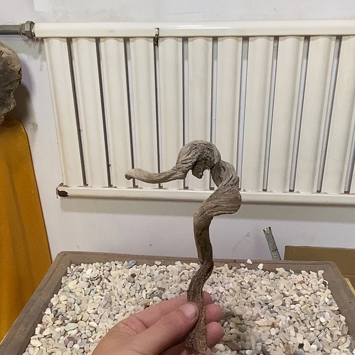 秋***。柏木崖柏天然根雕艺术